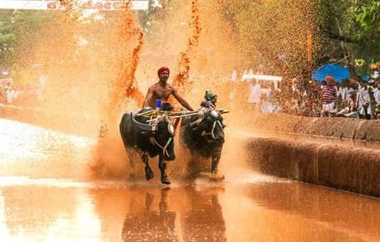 ಮೈಸೂರು ದಸರಾದಲ್ಲಿ ತುಳುನಾಡ ‘ಕಂಬಳ’ಕ್ಕೆ ಪ್ರಾತಿನಿಧ್ಯ: ಡಿಕೆಶಿ ಘೋಷಣೆ