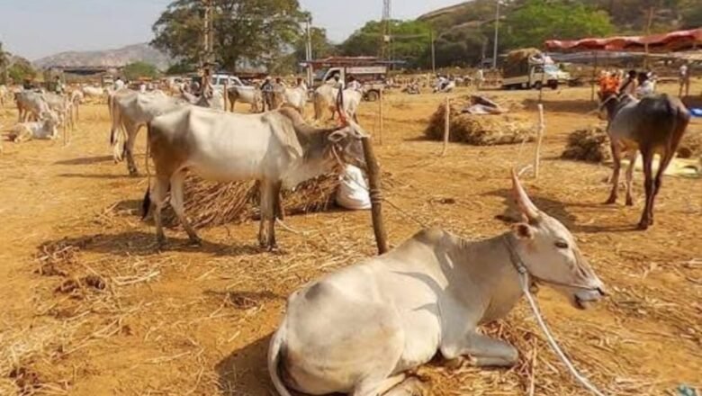 ‘ಹಸು ಕಳ್ಳ ಸಾಗಾಟ ಮಾಡುವ ಕುಖ್ಯಾತರಿಗೆ ಜಾಮೀನು ನೀಡುವುದು ಸರಿಯಲ್ಲ’ ಎಂದ ಸುಪ್ರೀಂ ಕೋರ್ಟ್