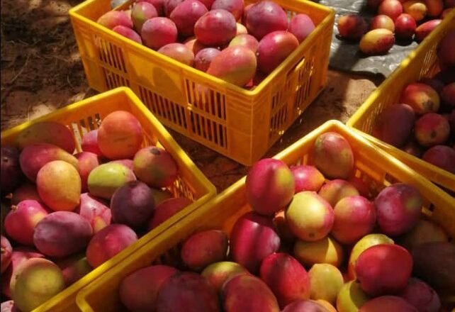 ಮಾವು ಖರೀದಿ :ಬೆಲೆ ವ್ಯತ್ಯಾಸ ಪಾವತಿಗೆ ರಾಜ್ಯದಿಂದ ರೂ 101 ಕೋಟಿ ಬಿಡುಗಡೆ