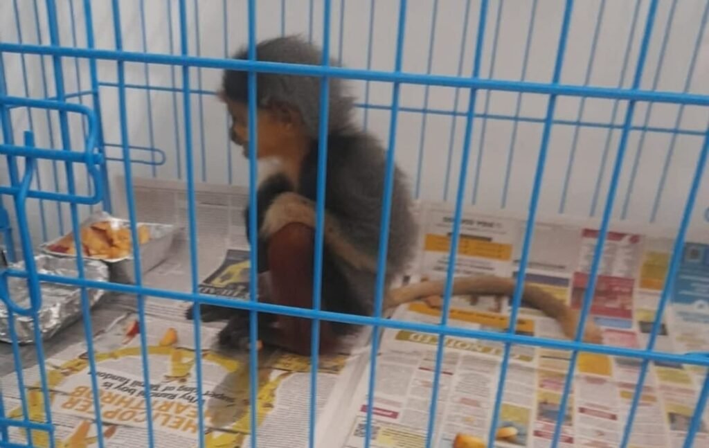 KIALನಲ್ಲಿ ಕಸ್ಟಮ್ಸ್ ದಾಳಿ; ಭಾರಿ ಮೌಲ್ಯದ ವಸ್ತು, ಅಪರೂಪದ ಪ್ರಾಣಿಗಳು ವಶ