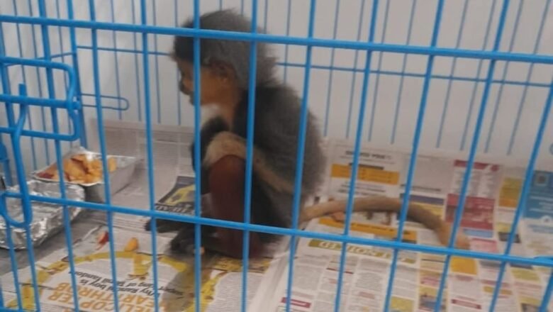 KIALನಲ್ಲಿ ಕಸ್ಟಮ್ಸ್ ದಾಳಿ; ಭಾರಿ ಮೌಲ್ಯದ ವಸ್ತು, ಅಪರೂಪದ ಪ್ರಾಣಿಗಳು ವಶ